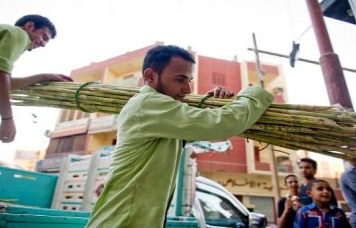 أخبار العالم : مصر: مزارعو القصب يتجهون لتأجير أراضيهم والحكومة تدرس رفع سعر التوريد