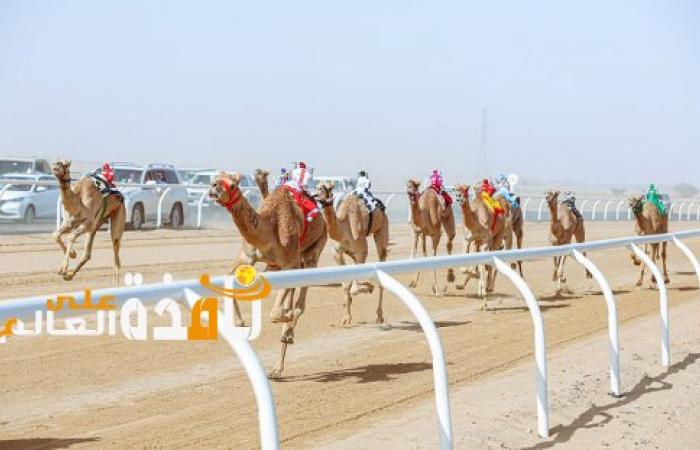 كأس العلا للهجن تجربة اجتماعية فريدة من نوعها تستحق المشاهدة