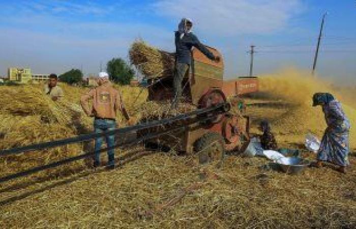 محافظات : زراعة الشرقية: بدء حصاد القمح بـ 366 ألف فدان بإنتاجية 18 أردبا للفدان