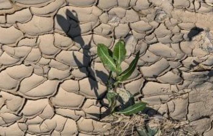 الأخبار العالمية : طوارئ فى إيطاليا بسبب الجفاف وتقنين مياه الشرب..نقص المياه يضرب حقول الأرز