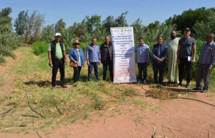 تعاون بين بحوث الصحراء والإيكاردا لتنفيذ مشروع الزراعة الصحراوية بتوشكى والوادي الجديد